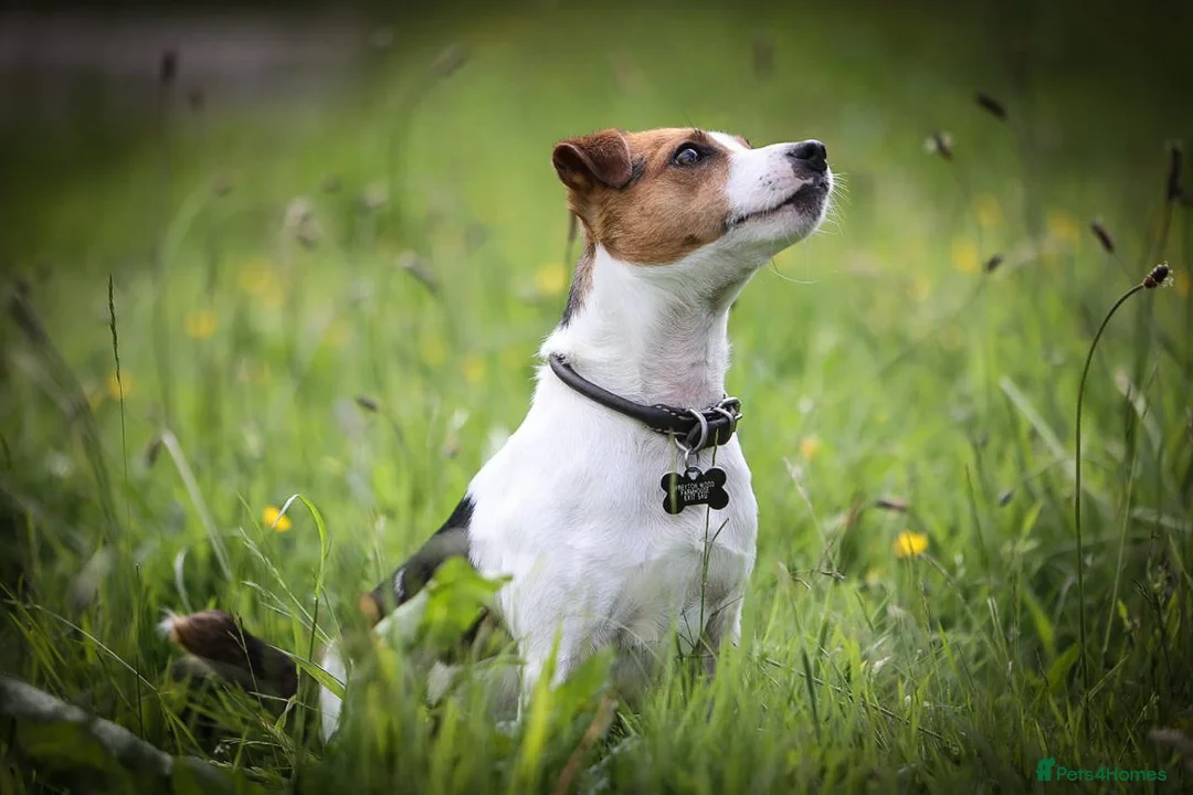 Jack Russell dogs for stud: Digby Jack Russell Stud in Crediton - Advert 5