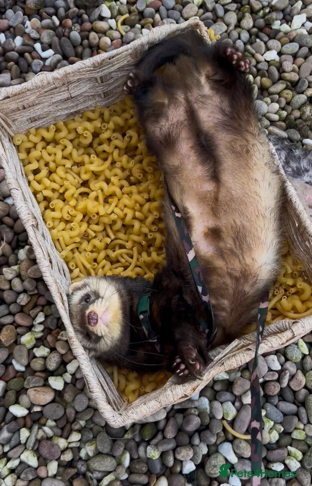Ferret rodents for sale: Male ferret (castrated) in Preston - Advert 7