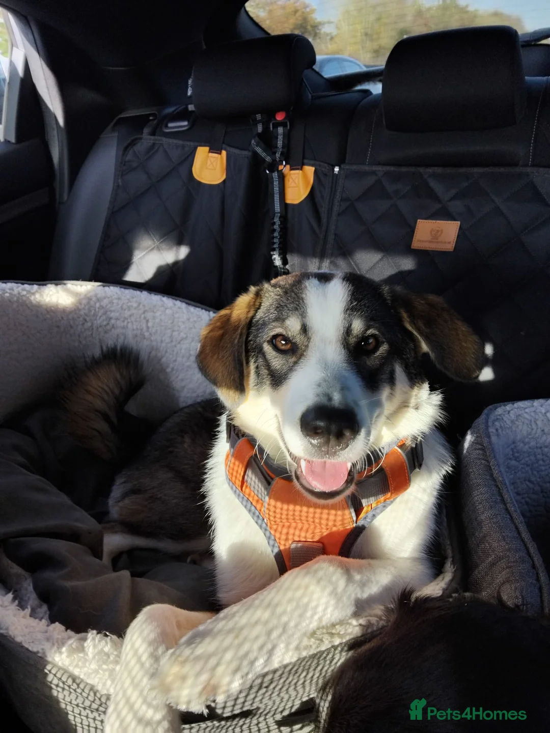 Mixed Breed dogs for sale: Meet wonderful Nala! - Advert 13