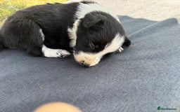Border Collie dogs for sale: Border collie pups - Image 15