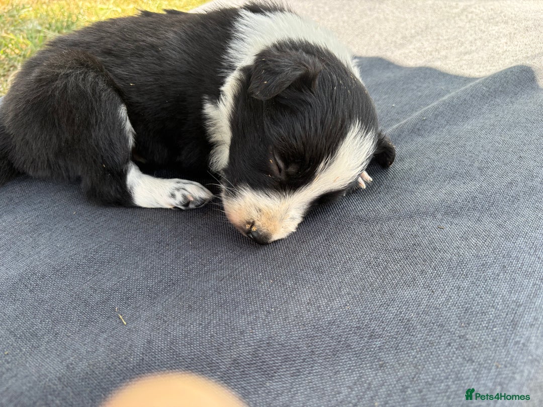 Border Collie dogs for sale: Border collie pups - Image 15