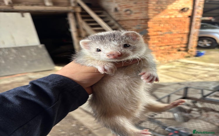Ferret rodents - Advert 1