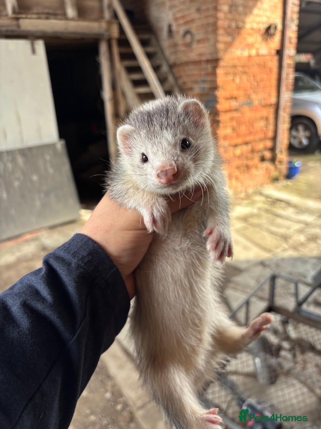 Ferret rodents for sale: 4 silver hob kits  - Image 1