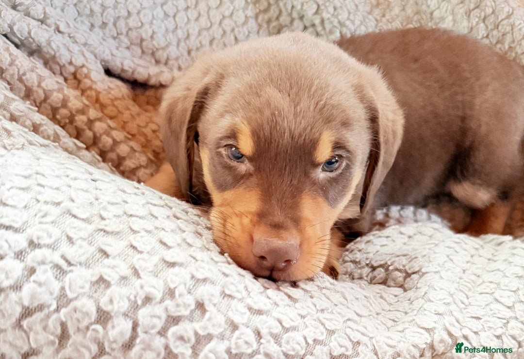 Mixed Breed dogs for sale: Cheeky trio looking for forever homes  - Advert 11