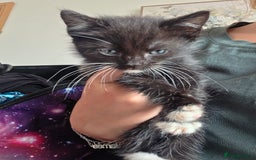 Mixed Breed cats for sale: 5 kittens  - Image 6