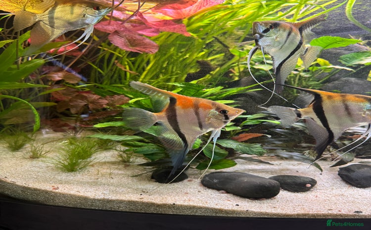Angelfish fish - Advert 4