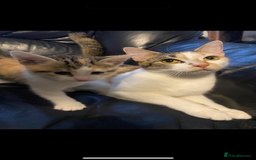 British Shorthair cats for sale: 2 Adorable Kittens  - Image 5