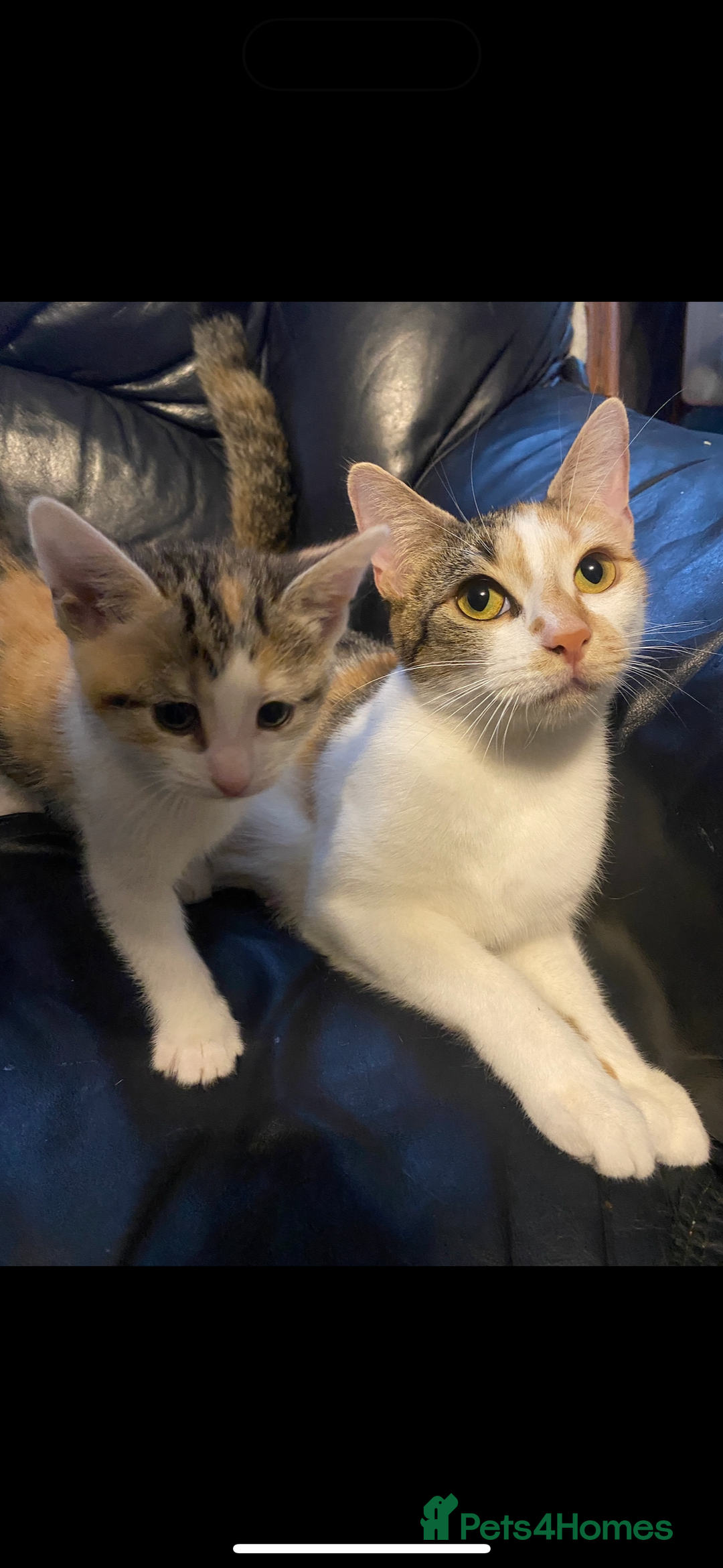 British Shorthair cats for sale: 2 Adorable Kittens  - Image 5