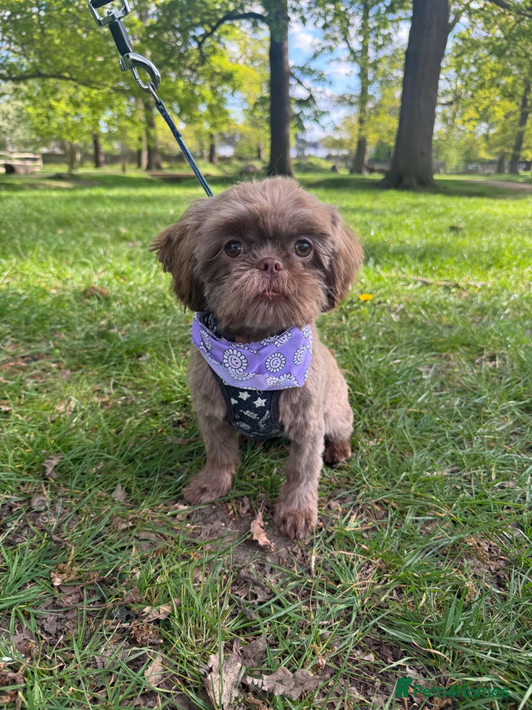 Shih Tzu dogs for sale: 🌸 Imperial Shih Tzu Girl, Full Brown Suit Coat 🌸 - Advert 1