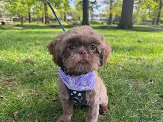 Shih Tzu dogs 🌸 Imperial Shih Tzu Girl, Full Brown Suit Coat 🌸 - Advert 1