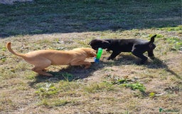 Labrador Retriever dogs for sale: Labrador puppies - Image 4