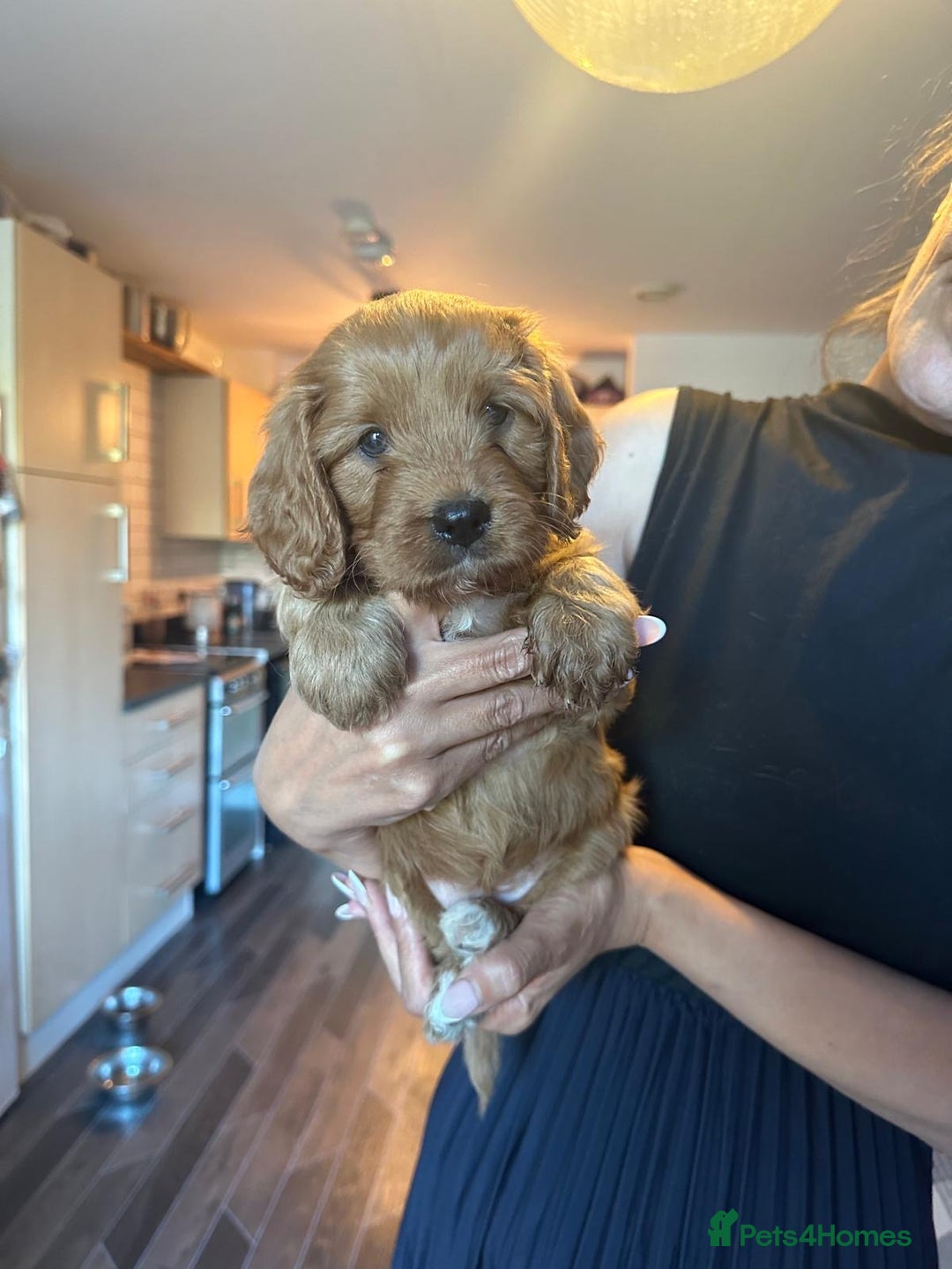 Cavapoo dogs for sale: King Charles Cavalier x Cavapoo - Image 27