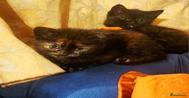 Mixed Breed cats - Advert 9