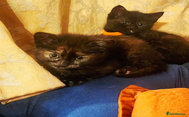 Mixed Breed cats - Advert 3