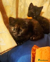 Mixed Breed cats - Advert 9