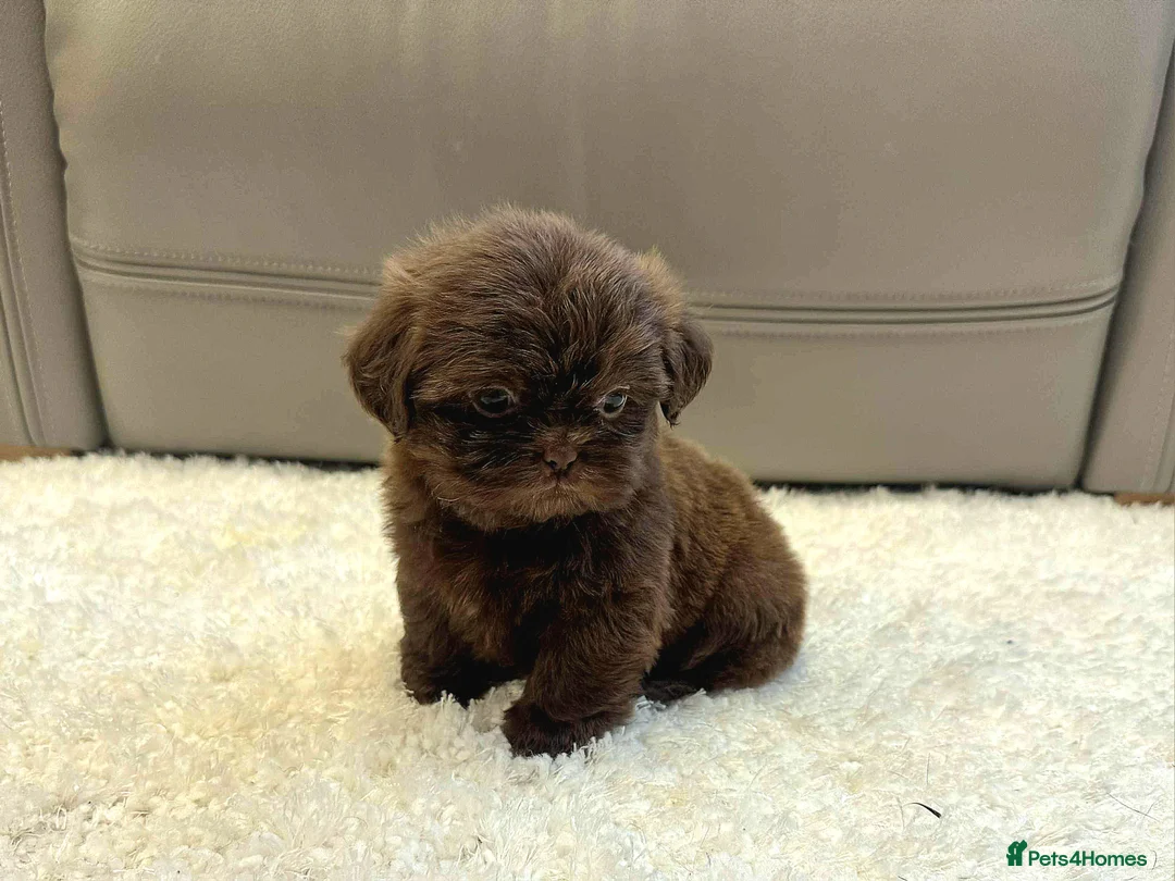 Shih Tzu dogs for sale: KC Registered Chocolate Imperial Shih Tzu Puppies - Advert 14