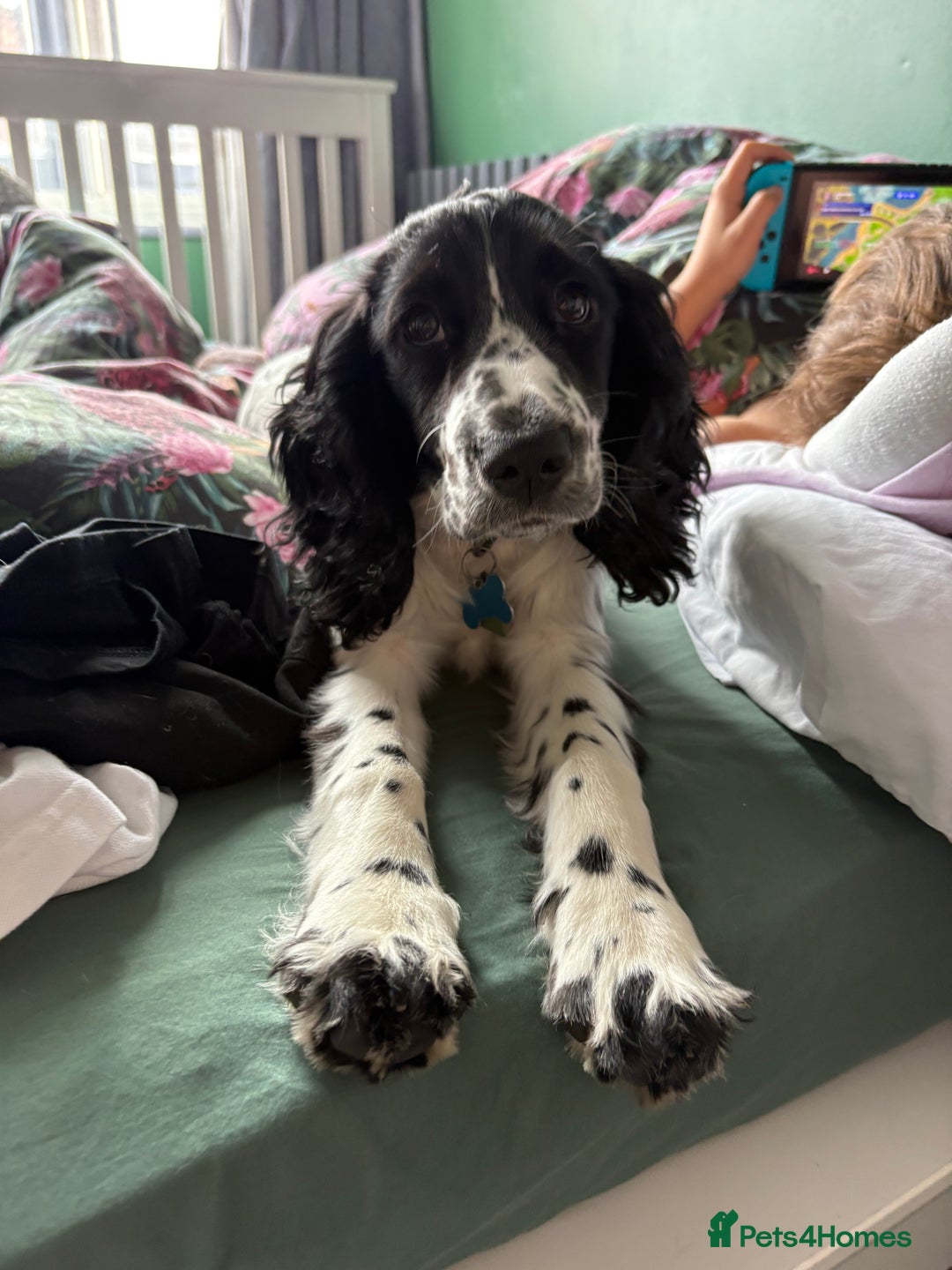 Cocker Spaniel dogs for sale: Working Cocker Spaniel  - Image 15