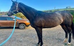 English Thoroughbred horses for sale: Lovely well put together 15.3 4yo Mare - Image 11