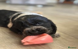 Cocker Spaniel dogs for sale: Fully Health tested show line cocker puppies  - Image 2