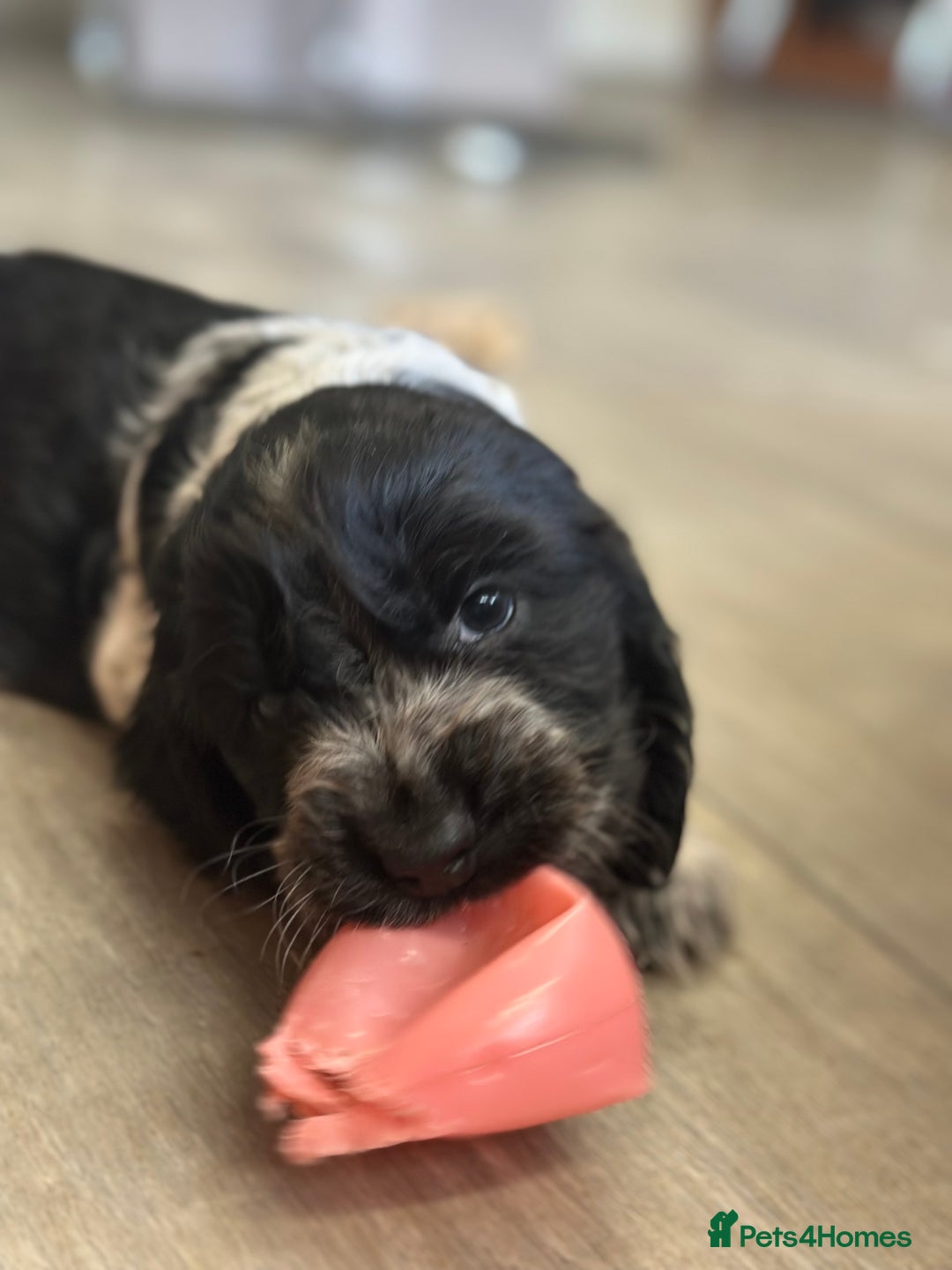 Cocker Spaniel dogs for sale: Fully Health tested show line cocker puppies  - Image 2