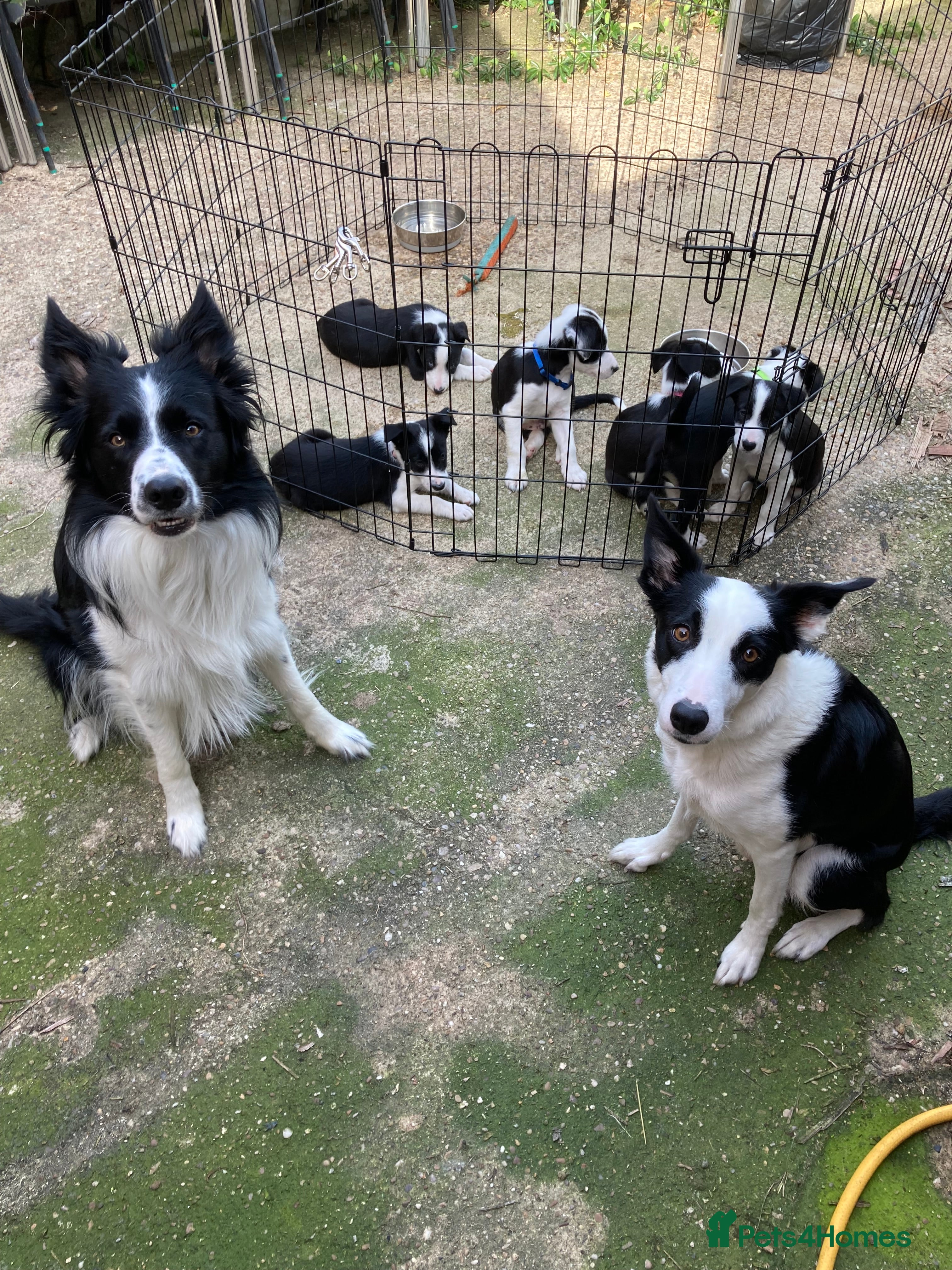 Border Collie dogs Beautiful puppies pics added - Advert 15