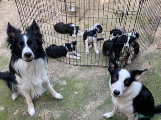 Border Collie dogs Beautiful puppies pics added - Advert 5