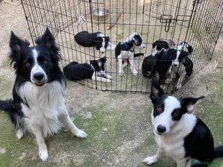 Border Collie dogs Beautiful puppies pics added - Advert 12