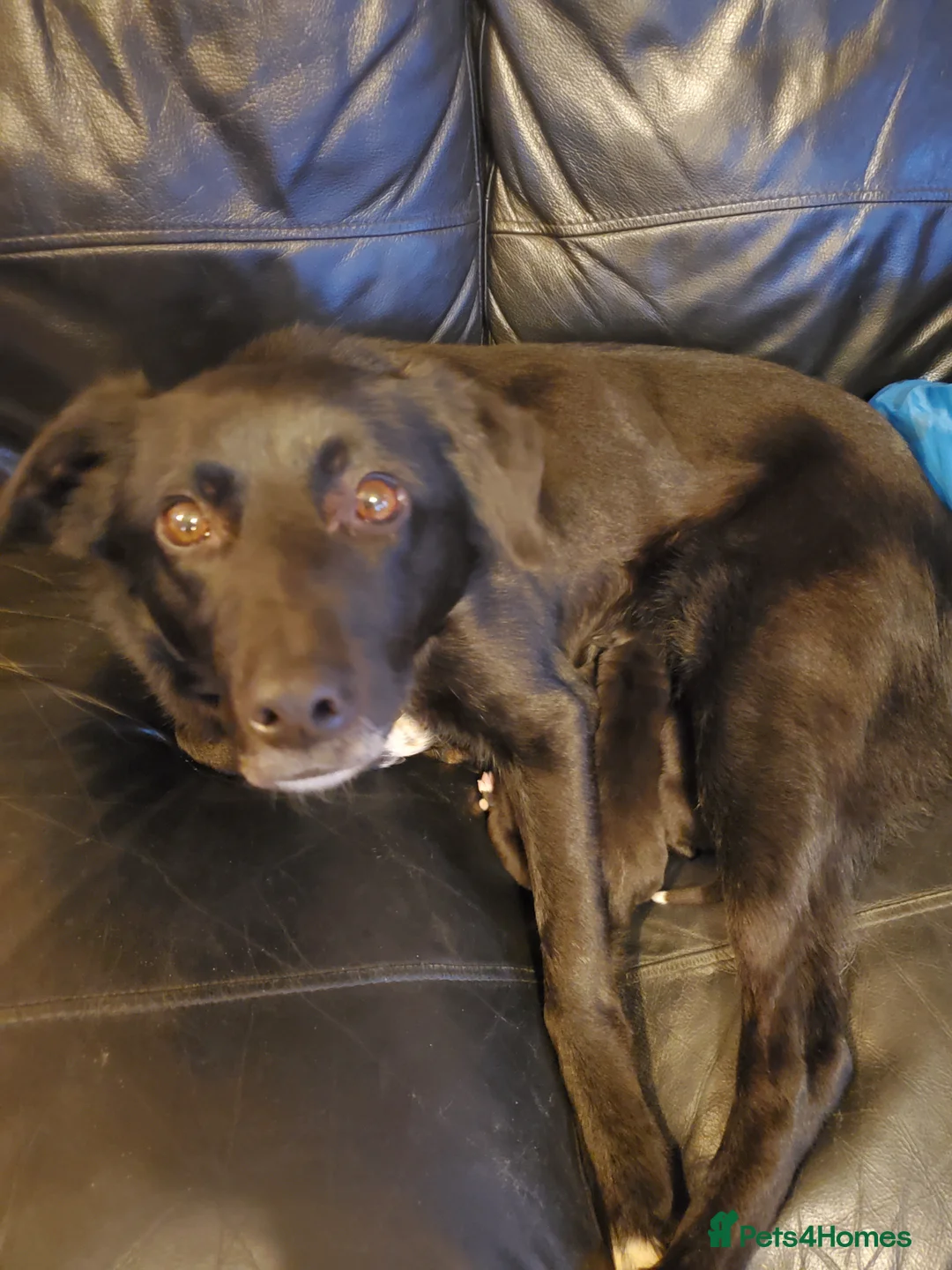 Mixed Breed dogs for sale: 2 male puppies for sale.  - Advert 9