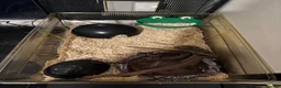 Corn Snake reptiles for sale: Albino Baby Corn Snake with Full Setup - Advert 3