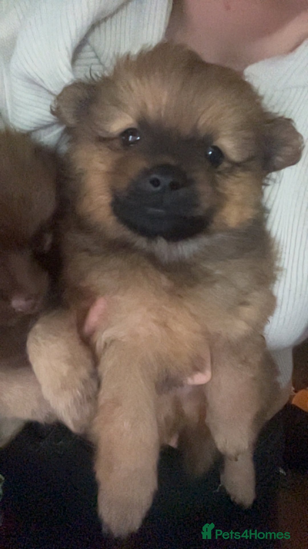 Pomchi dogs for sale: Pomeranian x pomchi puppys - Advert 1