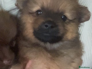 Pomchi dogs Pomeranian x pomchi puppys - Advert 11