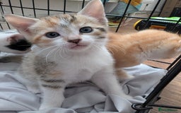 Mixed Breed cats for sale: 9 week old kittens - Image 6