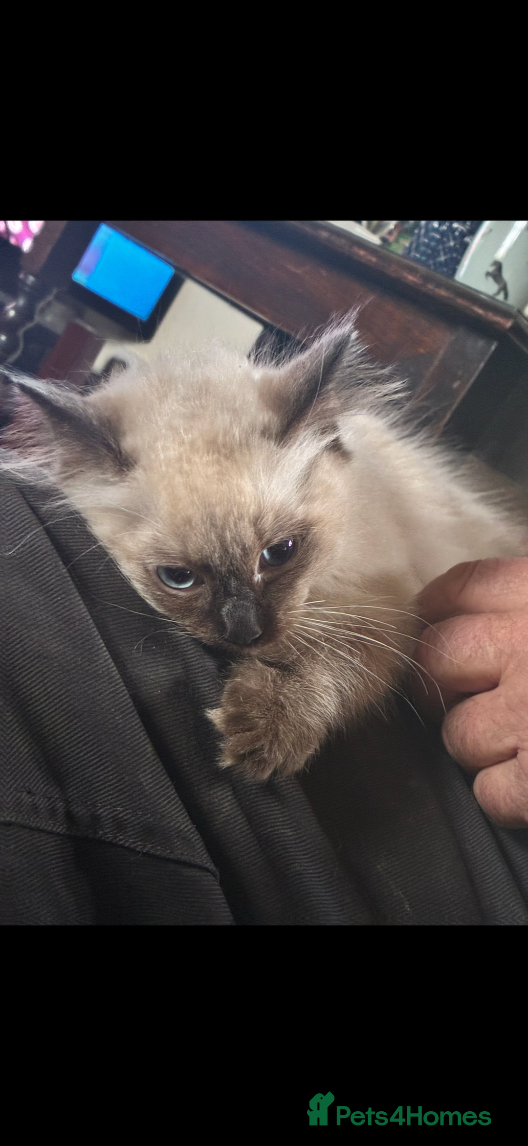 Ragdoll cats for sale: Lovely ragdoll kittens for sale  - Image 5