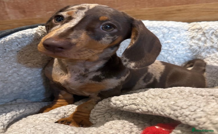 Dachshund dogs - Advert 13
