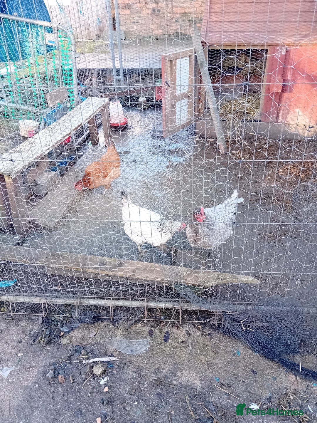 Chickens poultry for sale: 7 Egg laying chickens 3 egg laying ducks + goose  - Advert 4