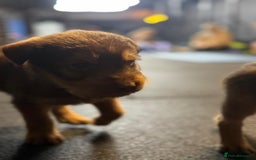 Soft Coated Wheaten Terrier dogs for sale: Traditional Irish Wheaten Terriers  - Image 11