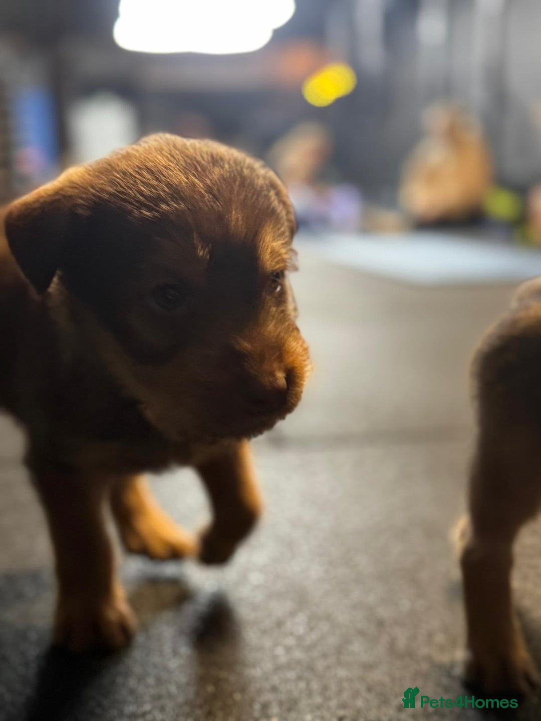 Soft Coated Wheaten Terrier dogs for sale: Traditional Irish Wheaten Terriers  - Image 11