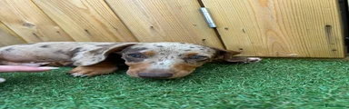Miniature Dachshund 4