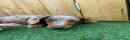 Miniature Dachshund dogs for sale: 4 beautiful minature dachshund puppies  - Advert 8
