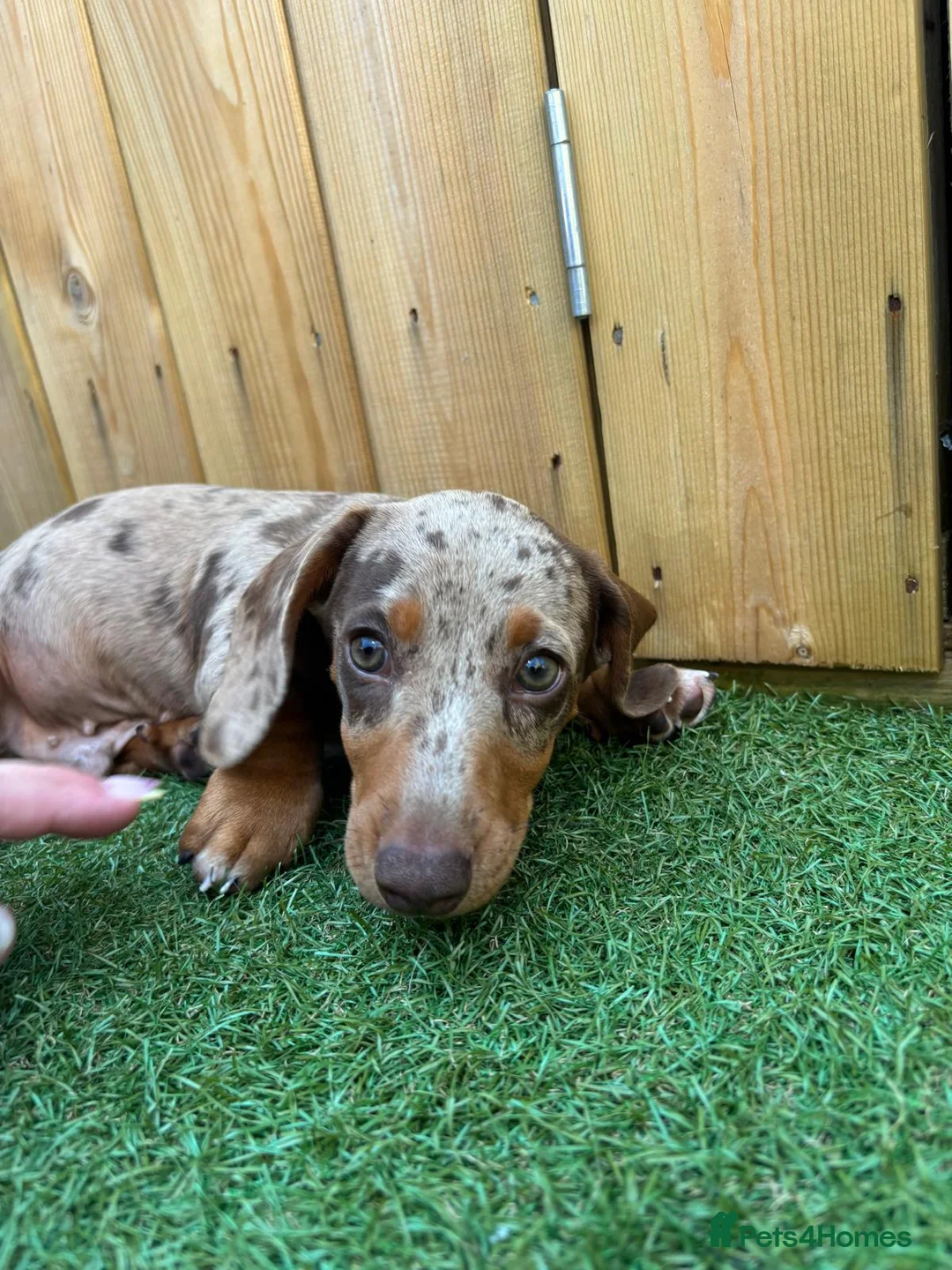 Miniature Dachshund dogs for sale: 4 beautiful minature dachshund puppies  - Advert 8
