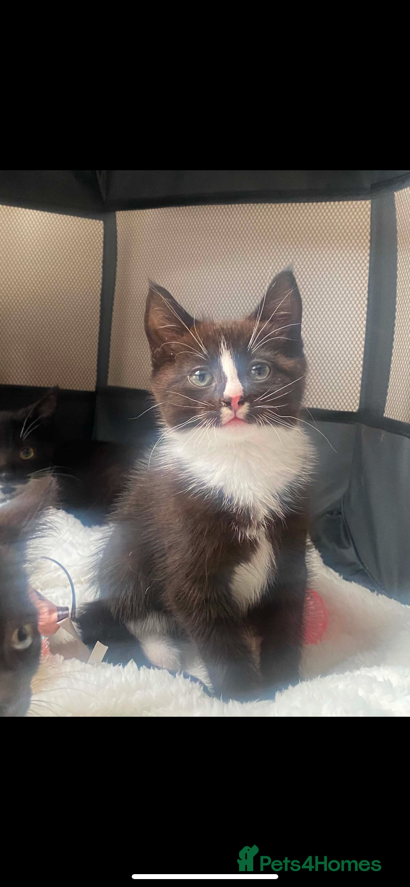 Norwegian Forest Cat cats for sale: Beautiful Norwegian forest kittens 🩵🩵 - Advert 3