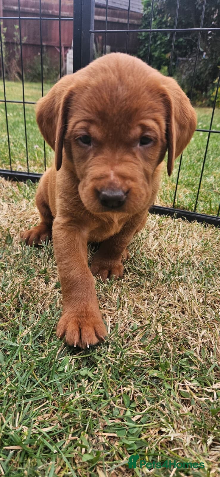 Labrador Retriever dogs 1 bitch available dark fox red KC registered  - Advert 12