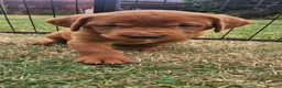 Labrador Retriever dogs for sale: 1 bitch available dark fox red KC registered  - Advert 1
