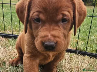 Labrador Retriever dogs 1 bitch available dark fox red KC registered - Advert 4