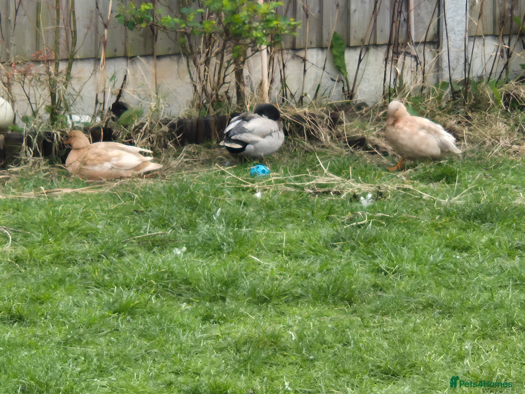 Ducks poultry for sale: trio of call ducks for sale - Advert 2