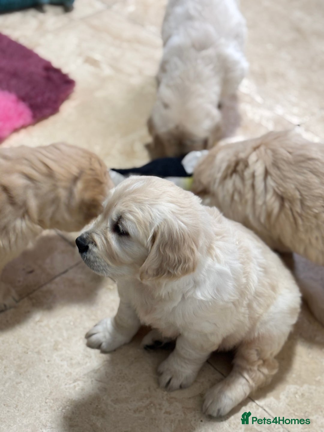 Golden Retriever dogs for sale: Golden retriever puppies  - Advert 7