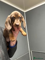 Miniature Dachshund dogs Miniature dachshunds ready for loving homes - Advert 6