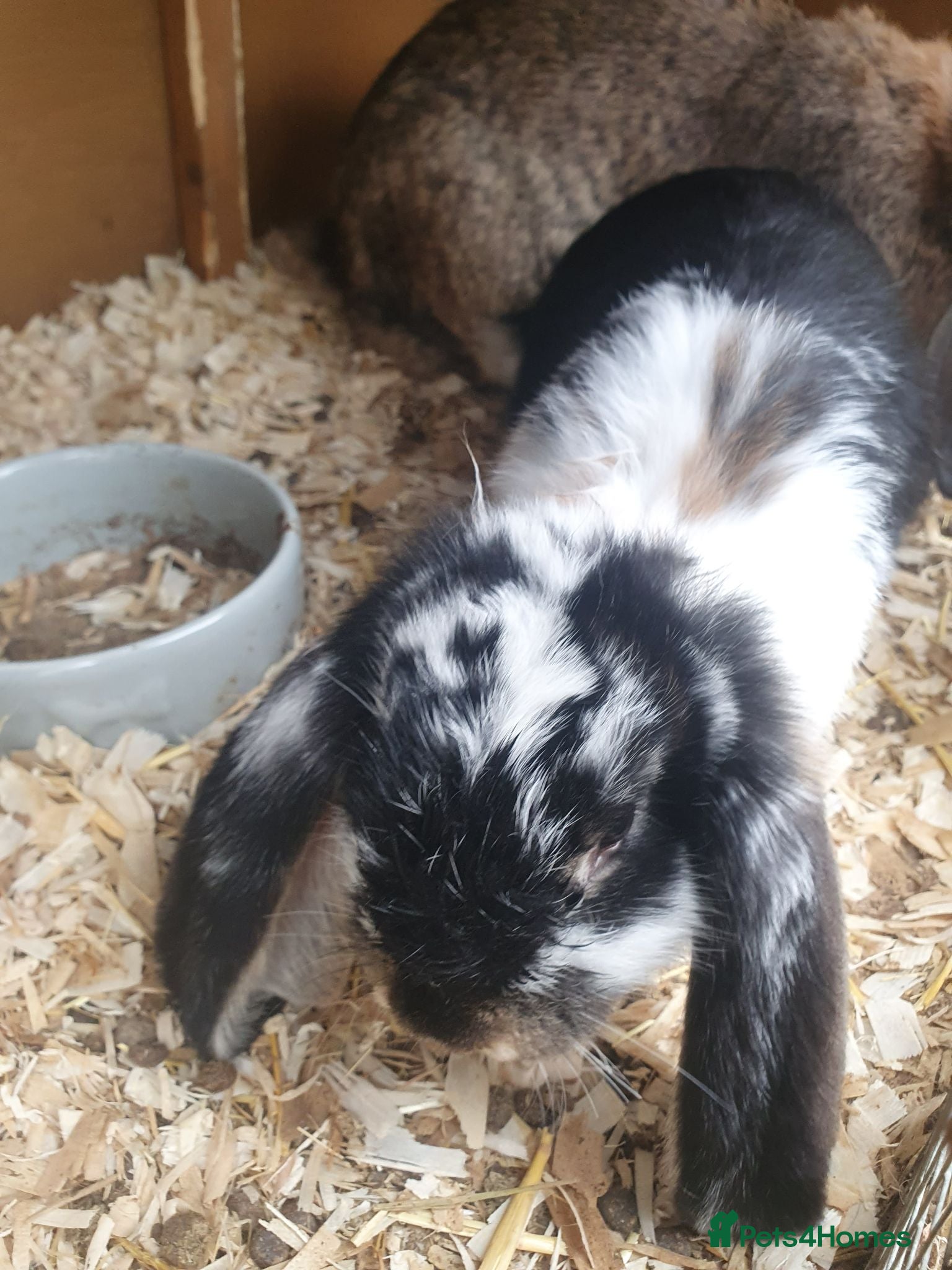 French Lop rabbits Vaccinated Giant French Lop Bucks last 1 - Advert 1