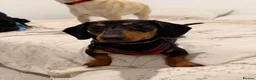 Mixed Breed dogs for adoption: 💙 THOR, 💙MONTY & ❤️COCO – THREE LITTLE SAUSAGES in Burton-on-Trent - Advert 6