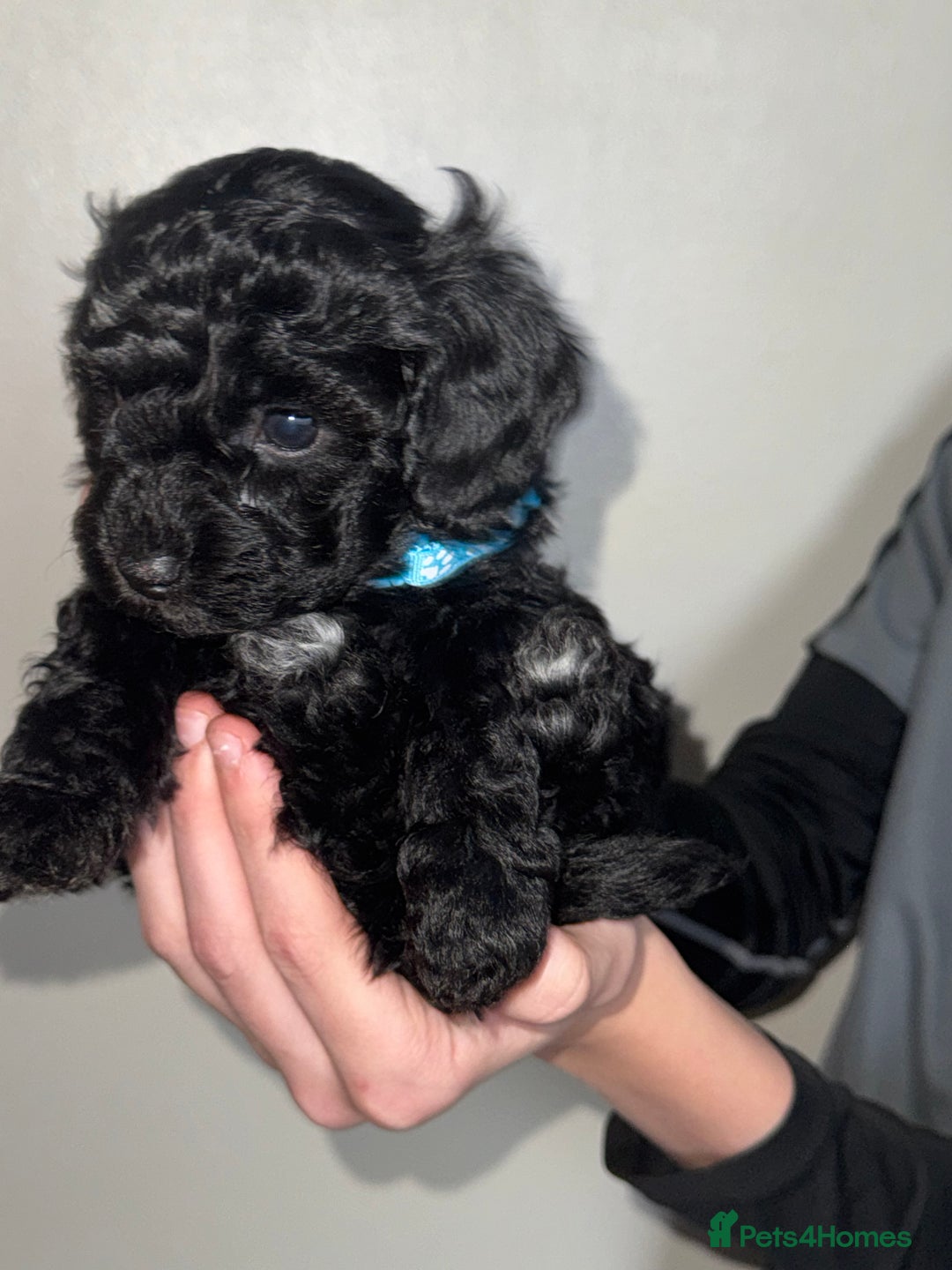 Toy Poodle dogs for sale: Beautiful Toy Poodle Puppies - Ready to reserve - Advert 6